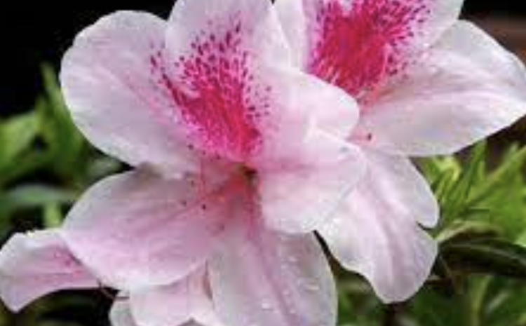  AZALEAS FOR AN ABUNDANCE OF COLOUR