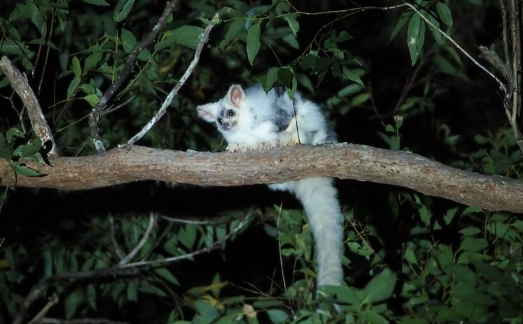  A TALE OF TWO FORESTS